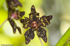 Orchidee Phalaenopsis gigantea - Zum Vergroessern klicken!